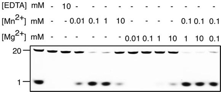 Figure 1—figure supplement 2.