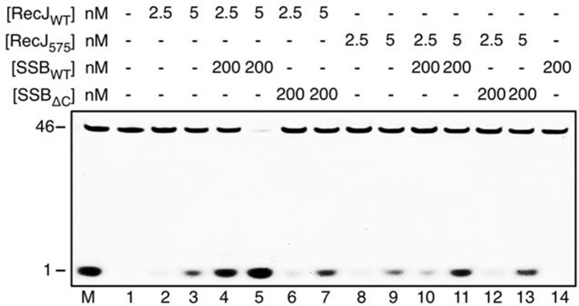 Figure 6—figure supplement 1.