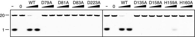 Figure 5—figure supplement 1.