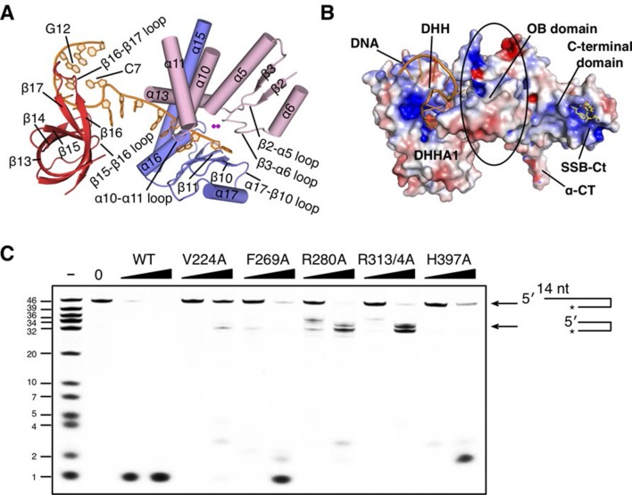 Figure 3—figure supplement 1.