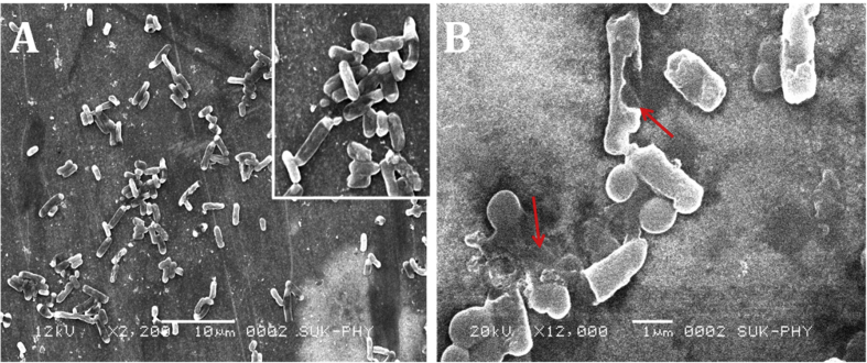 Fig. 12