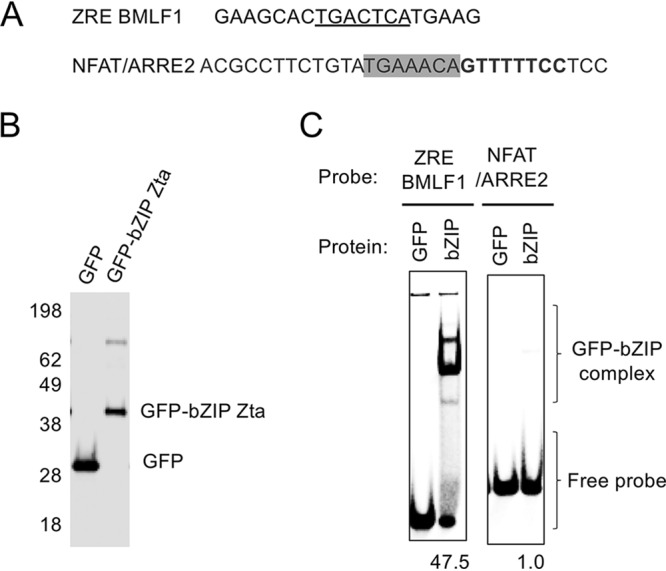 FIG 6