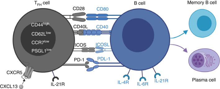 FIGURE 3