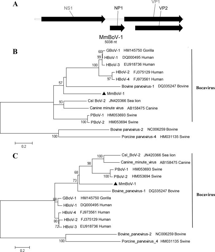 Fig 5