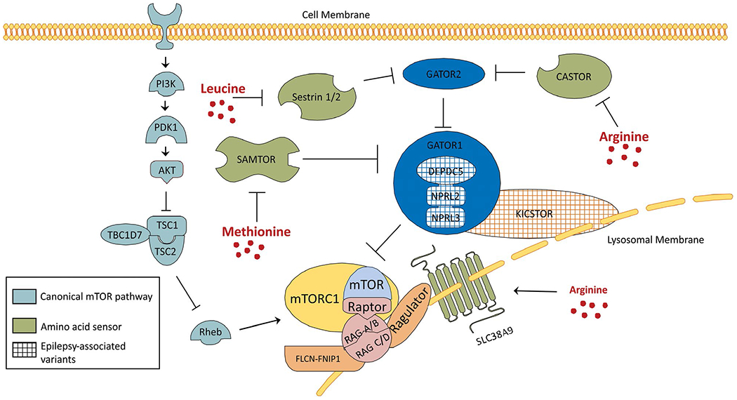 FIGURE 2