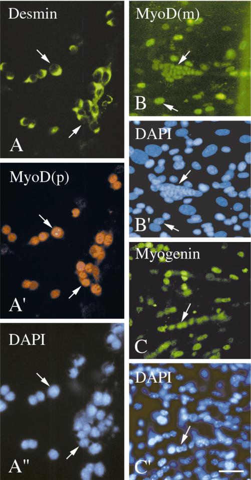 FIG. 4