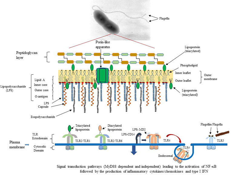 Figure 1