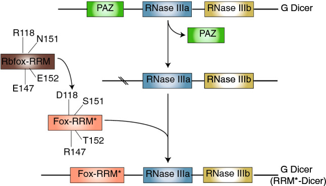 Fig. 2