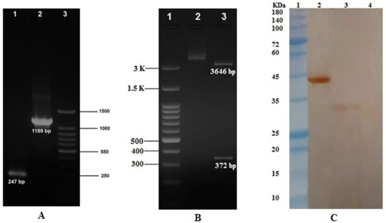 Supplementary Fig. S1