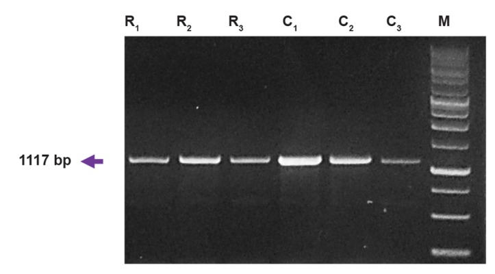 Fig.1