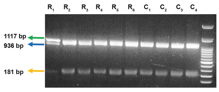 Fig.2