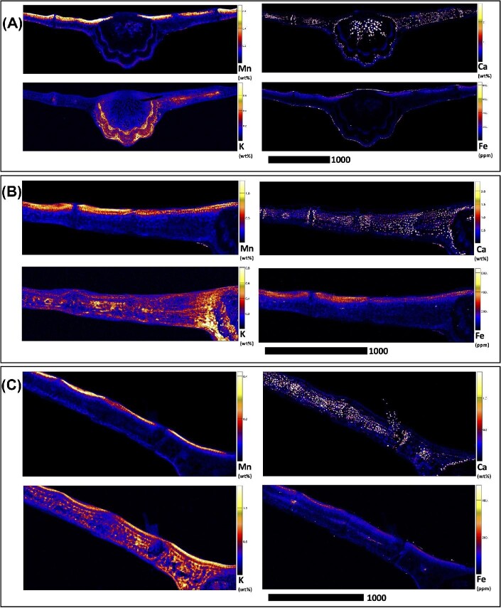 Fig. 4