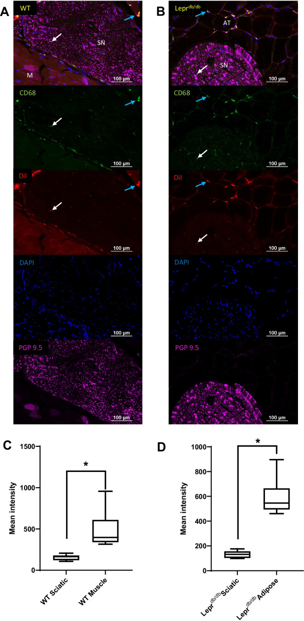 Fig. 10