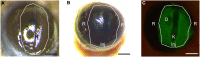 Fig. 3.