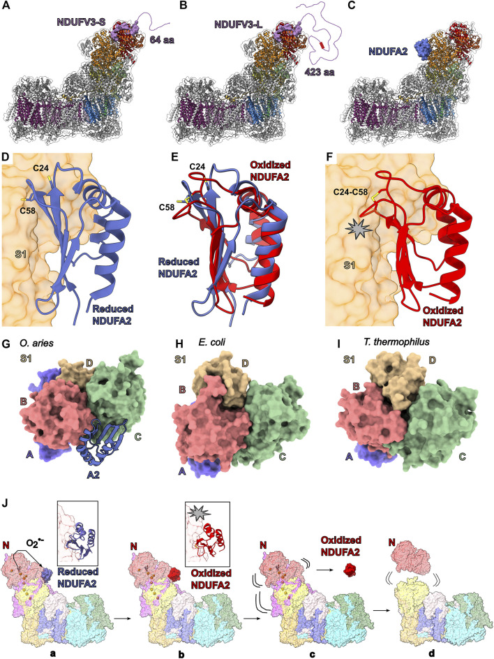 FIGURE 4