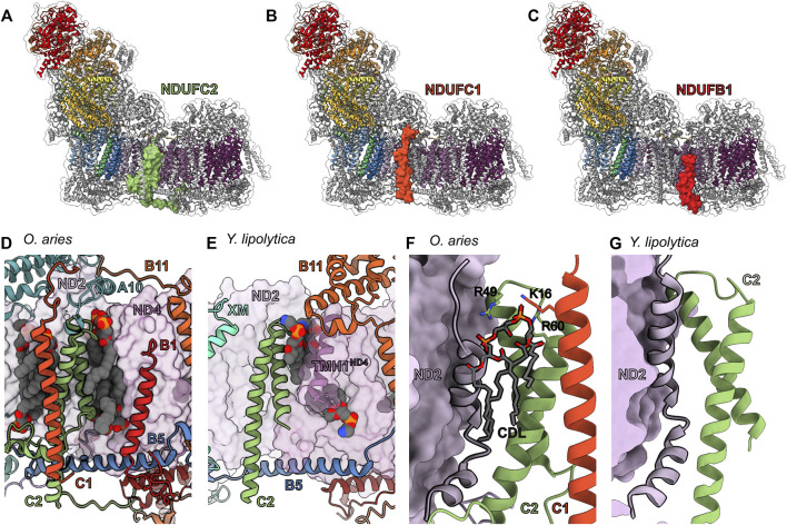 FIGURE 10