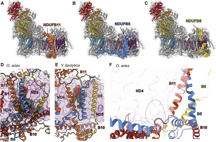 FIGURE 11