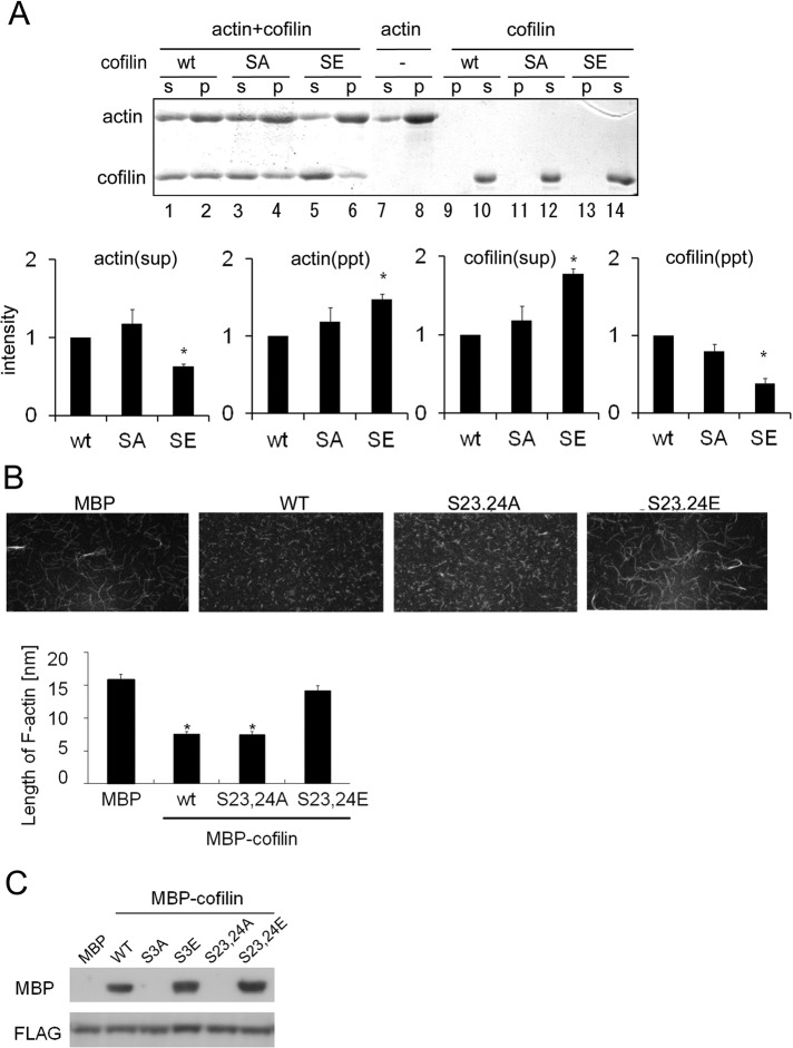 FIGURE 6: