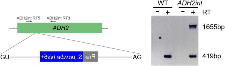 Fig. S6.