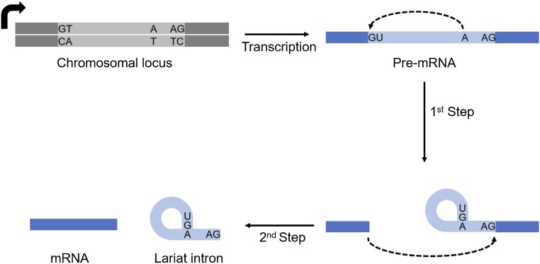 Fig. S1.