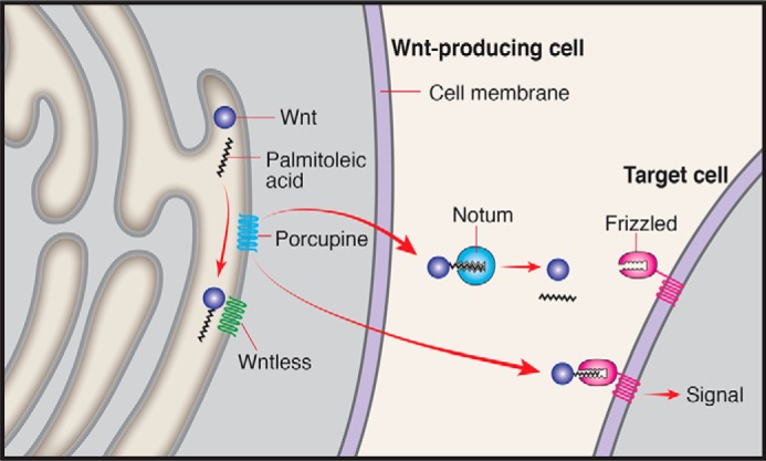 FIGURE 1.