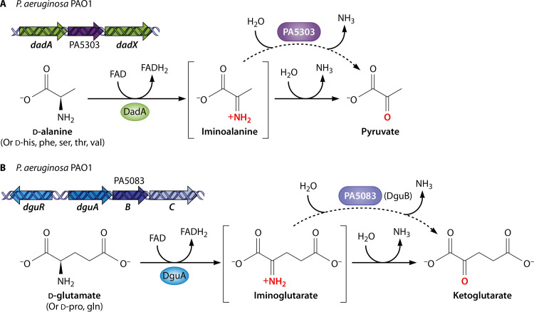 FIG 6