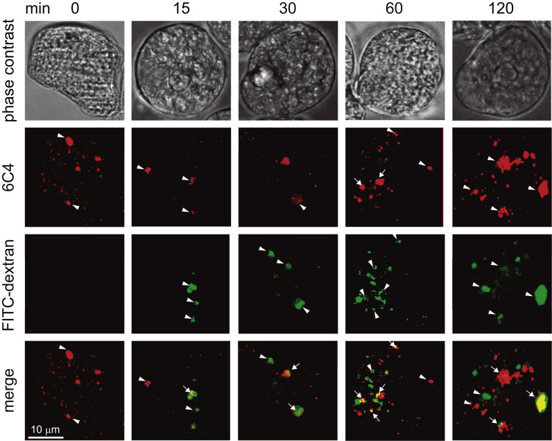 Fig. 4.