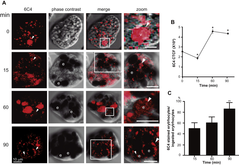 Fig. 7.