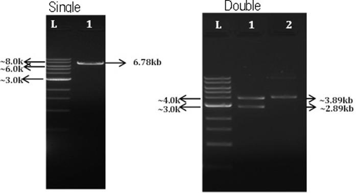 Fig 1B