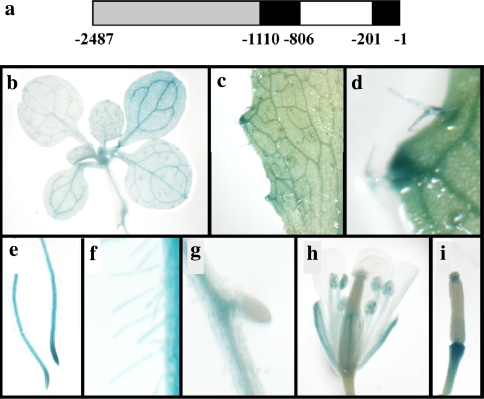 Fig. 1