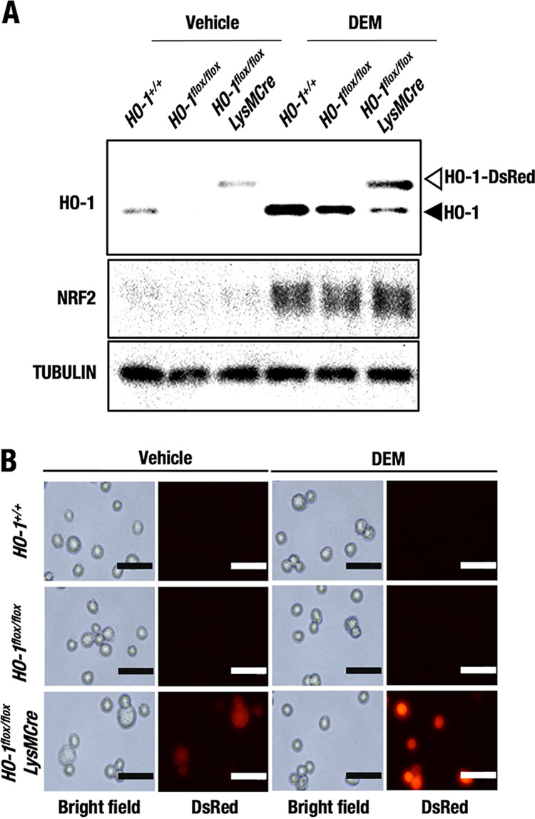 FIG 2