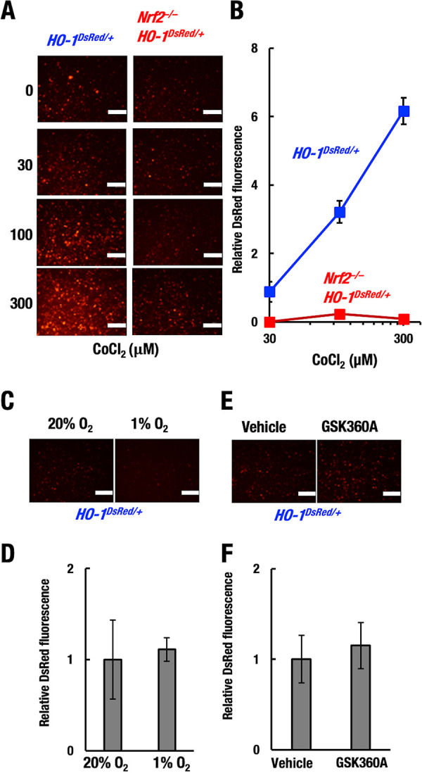 FIG 10