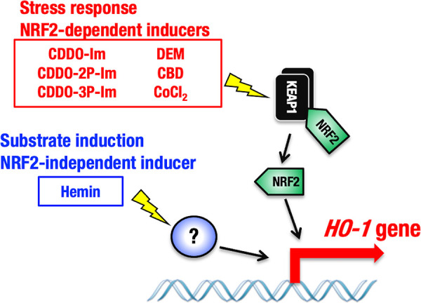 FIG 11