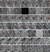 Figure 1—figure supplement 4.