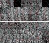 Figure 1—figure supplement 2.