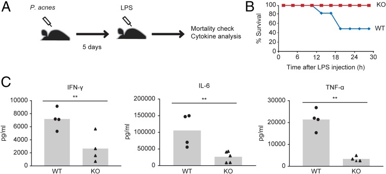 Fig. 7.