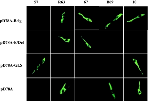 FIG. 2.