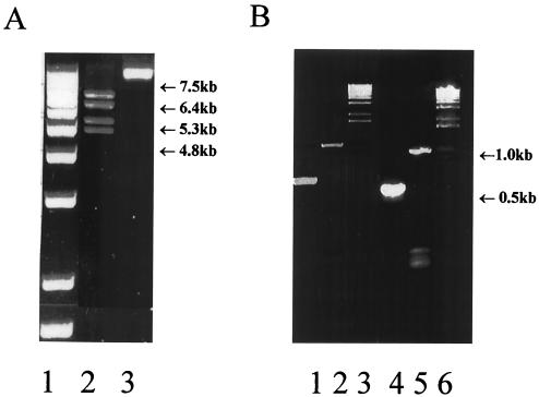 FIG. 1.