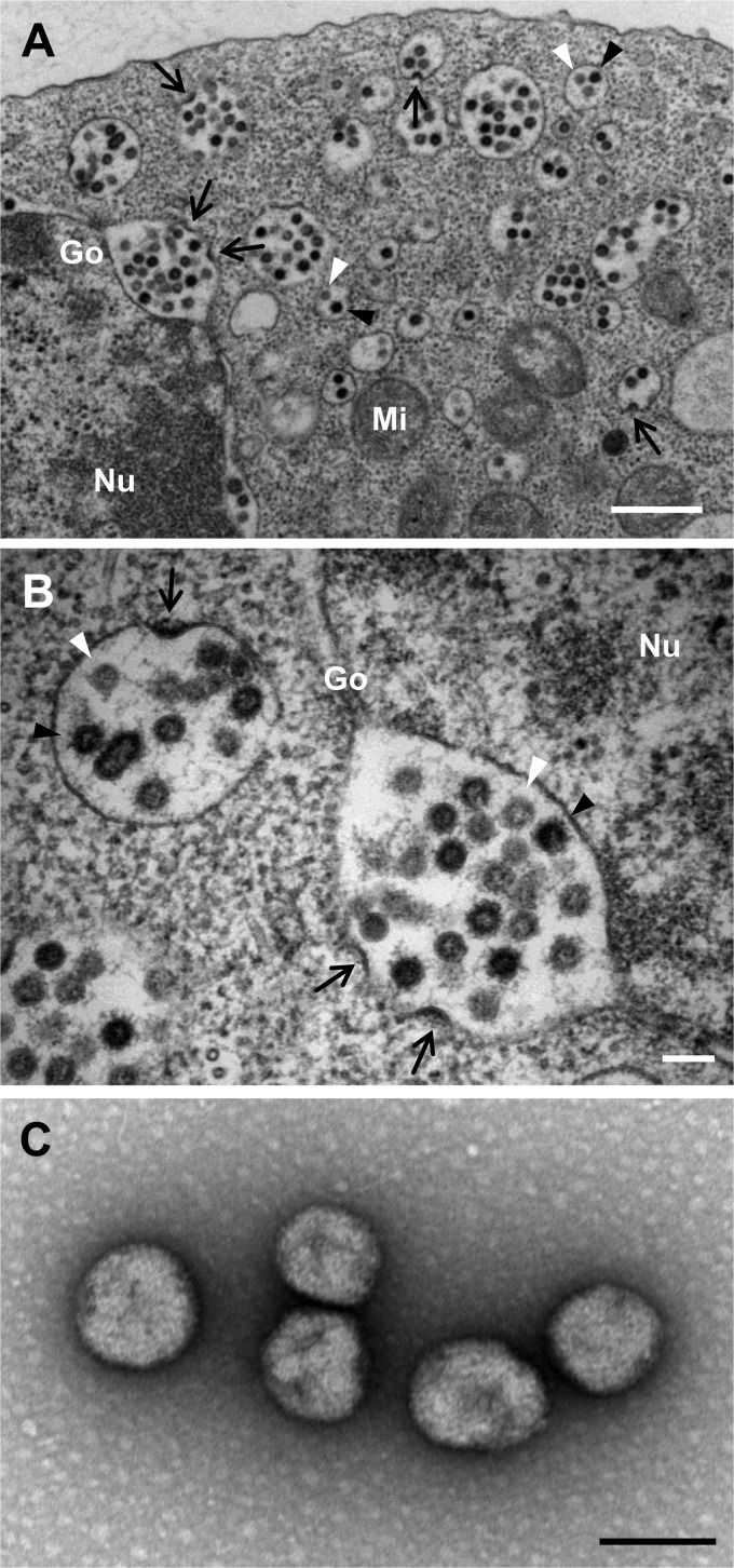 Fig 2