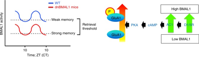 Fig. 7