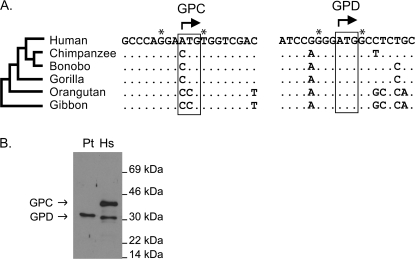 FIG. 2.—