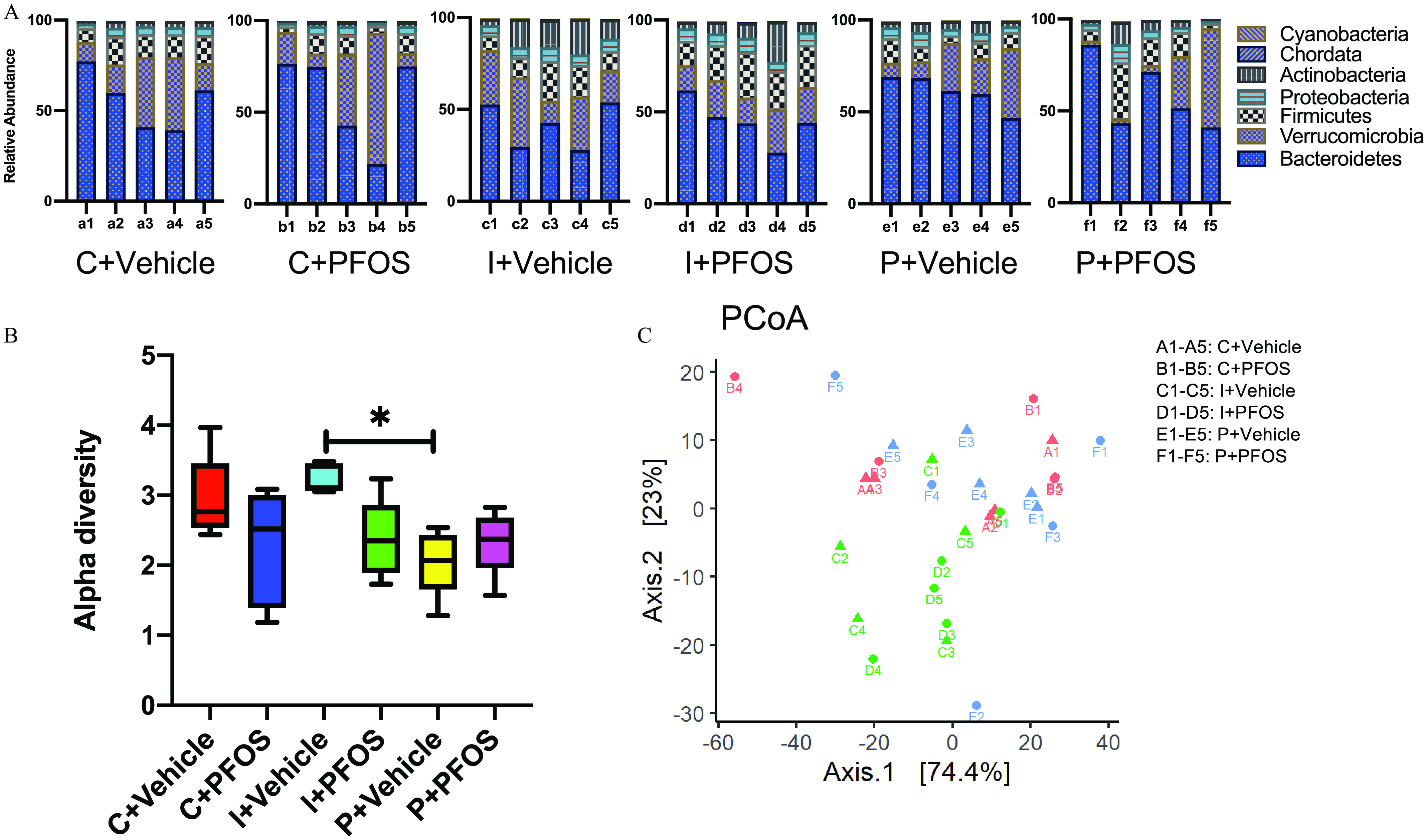 Figure 11A is a set of six stacked bar graph, plotting Relative Abundance, ranging from 0 to 100 in increments of 50 (y-axis) across uppercase c plus vehicle, ranging as lowercase a 1, lowercase a 2, lowercase a 3, lowercase a 4, and lowercase a 5; uppercase c plus P F O S, ranging as lowercase b 1, lowercase b 2, lowercase b 3, lowercase b 4, and lowercase b 5; uppercase i plus vehicle, ranging as lowercase c 1, lowercase c 2, lowercase c 3, lowercase c 4, and lowercase c 5; uppercase i plus P F O S, ranging as lowercase d 1, lowercase d 2, lowercase d 3, lowercase d 4, and lowercase d 5; uppercase p plus vehicle, ranging as lowercase e 1, lowercase e 2, lowercase e 3, lowercase e 4, and lowercase e 5; and uppercase p plus P F O S, ranging as lowercase f 1, lowercase f 2, lowercase f 3, lowercase f 4, and lowercase f 5 (x-axis) for Cyanobacteria, Chordata, Actinobacteria, Proteobacteria, Firmicutes, Verrucomicrobia, and Bacteroidetes. Figure 11B is a box and whisker plot, plotting alpha diversity, ranging from 0 to 5 in unit increments (y-axis) across uppercase c plus vehicle, uppercase c plus P F O S, uppercase i plus vehicle, uppercase i plus P F O S, uppercase p plus vehicle, and uppercase p plus P F O S (x-axis). Figure 11C is an dot graph titled P Co A, plotting Axis 2 [23 percent], ranging from negative 30 to 20 in increments of 10 (y-axis) across Axis 1 [74.4 percent], ranging from negative 60 to 40 in increments of 20 (x-axis) for uppercase a 1 to uppercase a 5: uppercase c plus vehicle; uppercase b 1 to uppercase b 5: uppercase c plus P F O S; uppercase c 1 to uppercase c 5: uppercase i plus vehicle; uppercase d 1 to uppercase d 5: uppercase p plus vehicle; and uppercase f 1 to uppercase f 5: uppercase p plus P F O S.