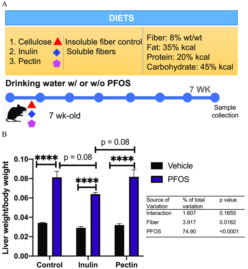 Figure 1A is a set of one table and one timeline. The tabular representation has three rows and one column, namely, Diets. Row 1: Cellulose, Insoluble fiber control, and Fiber: 8 percent weight by weight. Row 2: Inulin, Soluble fibers, and Fat: 35 percent kilocalories. Row 3: Pectin with Protein: 20 percent kilocalories and Carbohydrate: 45 percent kilocalories. The timeline depicts the sample collection of mice exposed to P F O S with body weight per day by drinking water and maintained on the diet for 7 weeks. Figure 1B is a set of one bar graph and one tabular representation. The bar graph, plotting Liver weight to body weight ratio, ranging from 0.00 to 0.10 in increments of 0.02 (y-axis) across Control, Inulin, and Pectin (x-axis) for vehicle and P F O S. The tabular representation has three rows and three columns, namely, Source of variation, Percentage of total variation, and Lowercase p value. Row 1: Interaction, 1.607, and 0.1655. Row 2: Fiber, 3.917, and 0.0162. Row 3: P F O S, 74.90, and less than 0.0001.