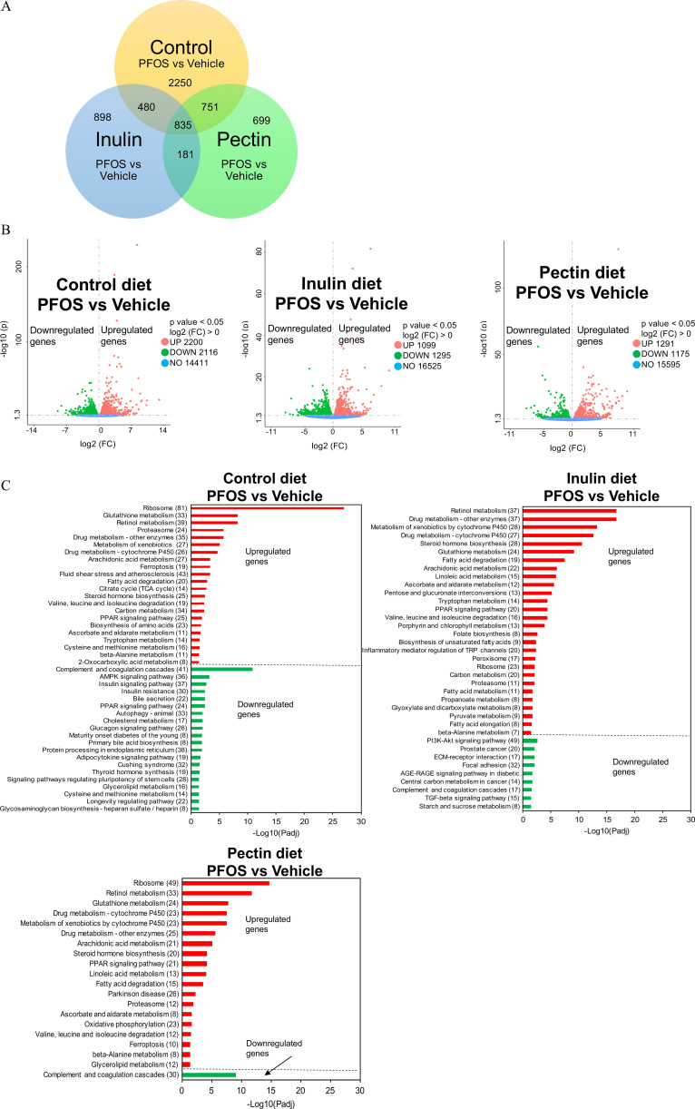 Figure 8A is a Venn diagram with three circles. The circle on the left is labeled, Inulin: P F O S versus vehicle, the circle on the right is labeled, Pectin: P F O S versus vehicle, and the circle on the top is labeled control: P F O S versus vehicle. At the center, the intersection area is labeled, 835. Figure 8B is a set of three volcano plots titled Control diet P F O S versus Vehicle, Inulin diet P F O S versus Vehicle, and Pectin diet P F O S versus Vehicle, plotting negative log 10 of (lowercase p), ranging from 1.3 to 100 in increment of 98.7 and 100 to 200 in increment of 100; 1.3 to 20 in increment of 18.7 and 20 to 80 in increments of 20; and 1.3 to 50 in increment of 48.7 and 50 to 100 in increment of 50 (y-axis) across log 2 of (fold change), ranging from negative 14 to 14 in increments of 7; negative 11 to 11 in increments of 6; and negative 11 to 11 in increments of 6 (x-axis) for Up-regulated genes, Down-regulated genes, and No genes, respectively. Figure 8C is a set of three horizontal bar graphs titled Control diet P F O S versus vehicle, Inulin diet P F O S versus vehicle, and Pectin diet P F O S versus vehicle, plotting Glycosaminoglycan biosynthesis - heparan sulfate or heparin (8), Longevity regulating pathway (22), Cysteine and methionine metabolism (14), Glycerolipid metabolism (16), Signaling pathways regulating pluripotency of stem cells (28), Thyroid hormone synthesis (19), Cushing syndrome (32), Adipocytokine signaling pathway (19), Protein processing in endoplasmic reticulum (38), Primary bile acid biosynthesis (8), Maturity onset diabetes of the young (8), Glucagon signaling pathway (26), Cholesterol metabolism (17), Autophagy - animal (33), P P A R signaling pathway (24), Bile secretion (22), Insulin resistance (30), Insulin signaling pathway (37), A M P K signaling pathway (36), Complement and coagulation cascades (41), 2-Oxocarboxylic acid metabolism (8), beta-Alanine metabolism (11), Cysteine and methionine metabolism (16), Tryptophan metabolism (14), Ascorbate and aldarate metabolism (11), Biosynthesis of amino acids (23), P P A R signaling pathway (25), Carbon metabolism (34), Valine, leucine and isoleucine degradation (19), Steroid hormone biosynthesis (25), Citrate cycle (T C A cycle) (14), Fatty acid degradation (20), Fluid shear stress and atherosclerosis (43), Ferroptosis (19), Arachidonic acid metabolism (27), Drug metabolism - cytochrome P 450 (26), Metabolism of xenobiotics (27), Drug metabolism - other enzymes (35), Proteasome (24), Retinol metabolism (39), Glutathione metabolism (33), and Ribosome (81); Starch and sucrose metabolism (8), T G F-beta signaling pathway (15), Complement and coagulation cascades (17), Central carbon metabolism in cancer (14), Age-Rage signaling pathway in diabetic, ellipsis, Focal adhesion (32), E C M-receptor interaction (17), Prostate cancer (20), P I3 K-Akt signaling pathway (49), beta-Alanine metabolism (7), Fatty acid elongation (8), Pyruvate metabolism (9), Glyoxylate and dicarboxylate metabolism (8), Propanoate metabolism (8), Fatty acid metabolism (11), Proteasome (11), Carbon metabolism (20), Ribosome (23), Peroxisome (17), Inflammatory mediator regulation of T R P channels (20), Biosynthesis of unsaturated fatty acids (9), Folate biosynthesis (8), Porphyrin and chlorophyll metabolism (13), Valine, leucine and isoleucine degradation (16), P P A R signaling pathway (20), Tryptophan metabolism (14), Pentose and glucuronate interconversions (13), Ascorbate and aldarate metabolism (12), Linoleic acid metabolism (15), Arachidonic acid metabolism (22), Fatty acid degradation (19), Glutathione metabolism (24), Steroid hormone biosynthesis (28), Drug metabolism - cytochrome P 450 (27), Metabolism of xenobiotics by cytochrome P 450 (28), Drug metabolism - other enzymes (37), and Retinol metabolism (37); and Complement and coagulation cascades (30), Glycerolipid metabolism (12), beta-Alanine metabolism (8), Ferroptosis (10), Valine, leucine and isoleucine degradation (12), Oxidative phosphorylation (23), Ascorbate and aldarate metabolism (8), Proteasome (12), Parkinson disease (26), Fatty acid degradation (15), Linoleic acid metabolism (13), P P A R signaling pathway (21), Steroid hormone biosynthesis (20), Arachidonic acid metabolism (21), Drug metabolism - other enzymes (25), Metabolism of xenobiotics by cytochrome P 450 (23), Drug metabolism - cytochrome P 450 (23), Glutathione metabolism (24), Retinol metabolism (33), and Ribosome (49) (y-axis) across negative log 10 (Padj), ranging from 0 to 30 in increments of 5 (x-axis) across Up-regulated genes and Down-regulated genes.