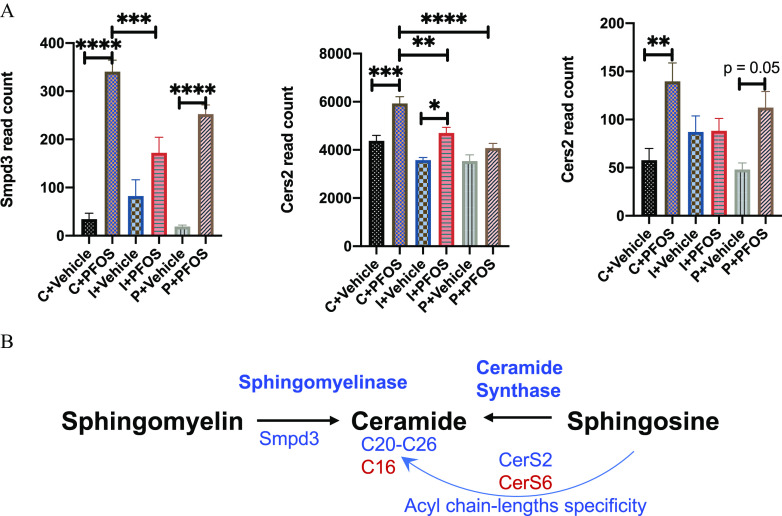 Figure 10A is a set of three bar graphs, plotting Smpd3 read count, ranging from 0 to 400 in increments of 100; Cers2 read count, ranging from 0 to 8,000 in increments of 2,000; and Cers2 read count, ranging from 0 to 200 in increments of 50 (y-axis) across uppercase c plus vehicle, uppercase c plus P F O S, uppercase i plus vehicle, uppercase i plus P F O S, uppercase p plus vehicle, and uppercase p plus P F O S (x-axis). Figure 10B is an illustration that displays that Sphingomyelin with Sphingomyelinase and Sphingomyelin Phosphodiesterase 3 and Sphingosine with Ceramide Synthase and CerS2, CerS6, and Acyl chain-lengths specificity lead to Ceramide with C 20 to C 26 and C 16.