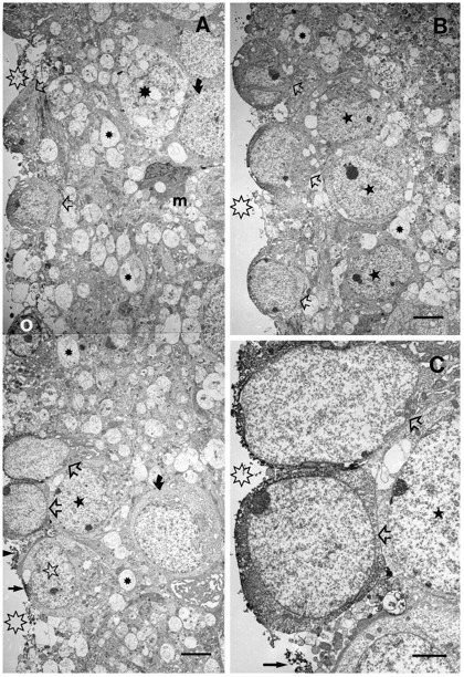 Fig. 7.