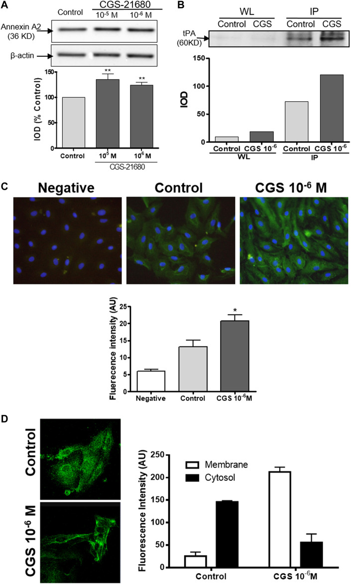 FIGURE 2