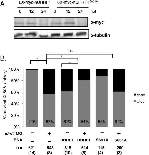 FIGURE 5: