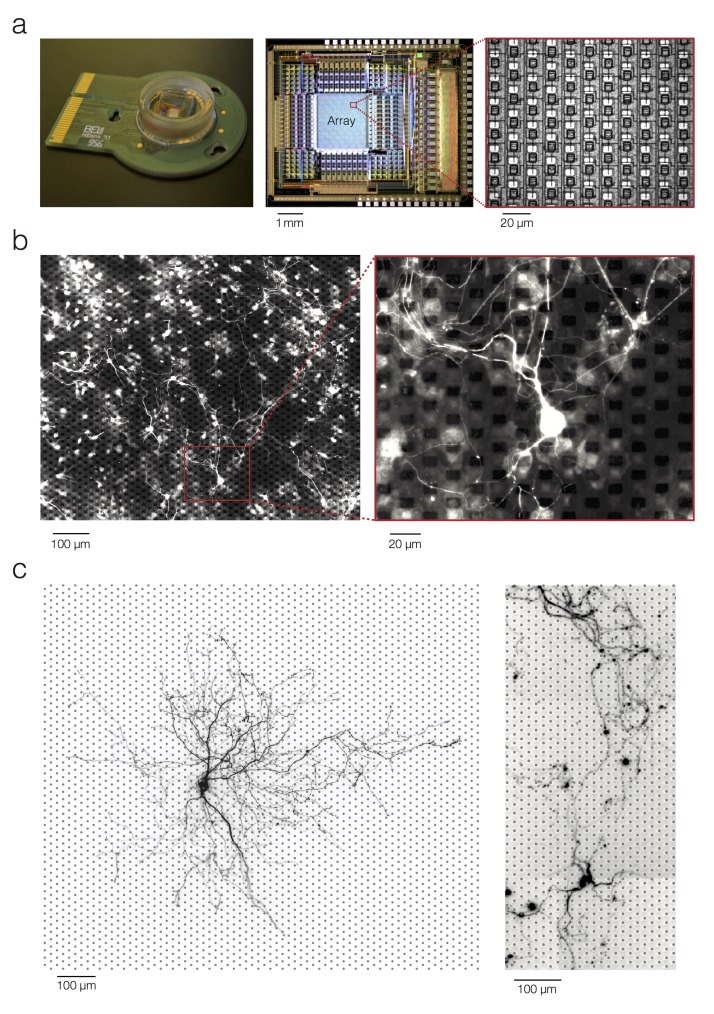 Figure 1—figure supplement 1.