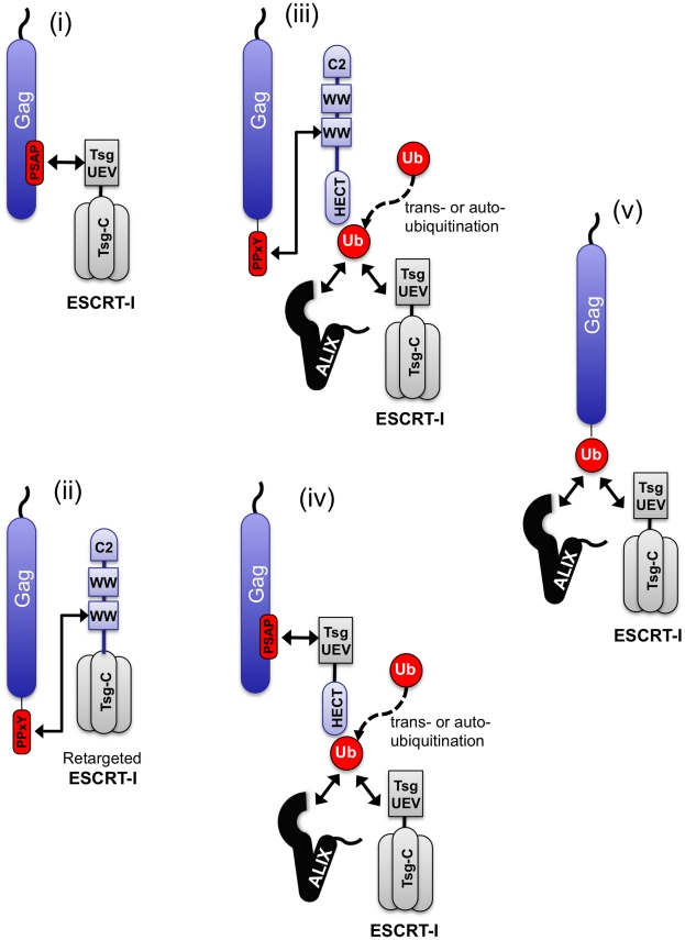 Figure 9